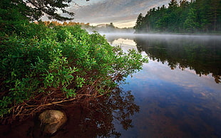 green plant near body of water