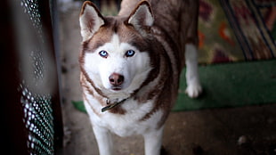 brown and white Siberian husky, animals, dog, Siberian Husky , blue eyes HD wallpaper