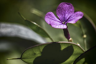 purple 4-petaled flower close-up photography HD wallpaper
