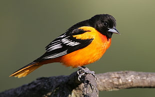 orange and black bird, birds