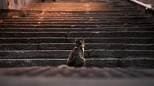 orange, black and white calico cat, cat, animals, stairs, depth of field