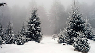 green trees lot, snow, forest