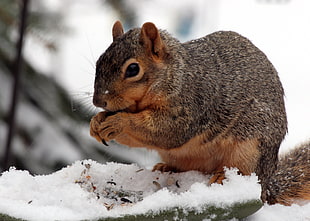 gray and brown Squirrel in closeup photography
