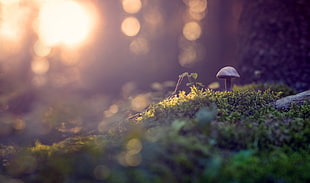 gray mushroom, bokeh, nature, mushroom, plants