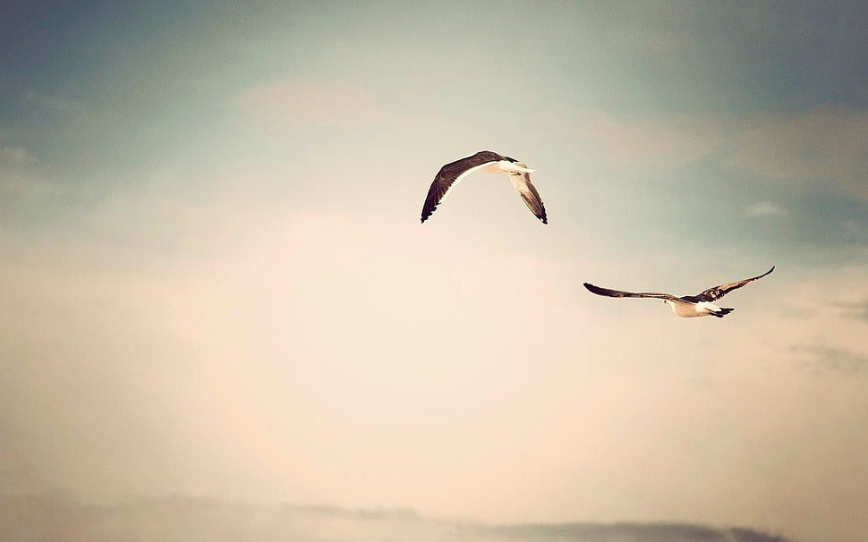 flight of two birds HD wallpaper