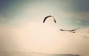 flight of two birds