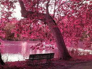 photo of cherry blossom tree HD wallpaper