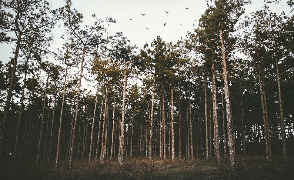 brown tree lot, Trees, Forest, Grass HD wallpaper