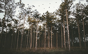 brown tree lot, Trees, Forest, Grass