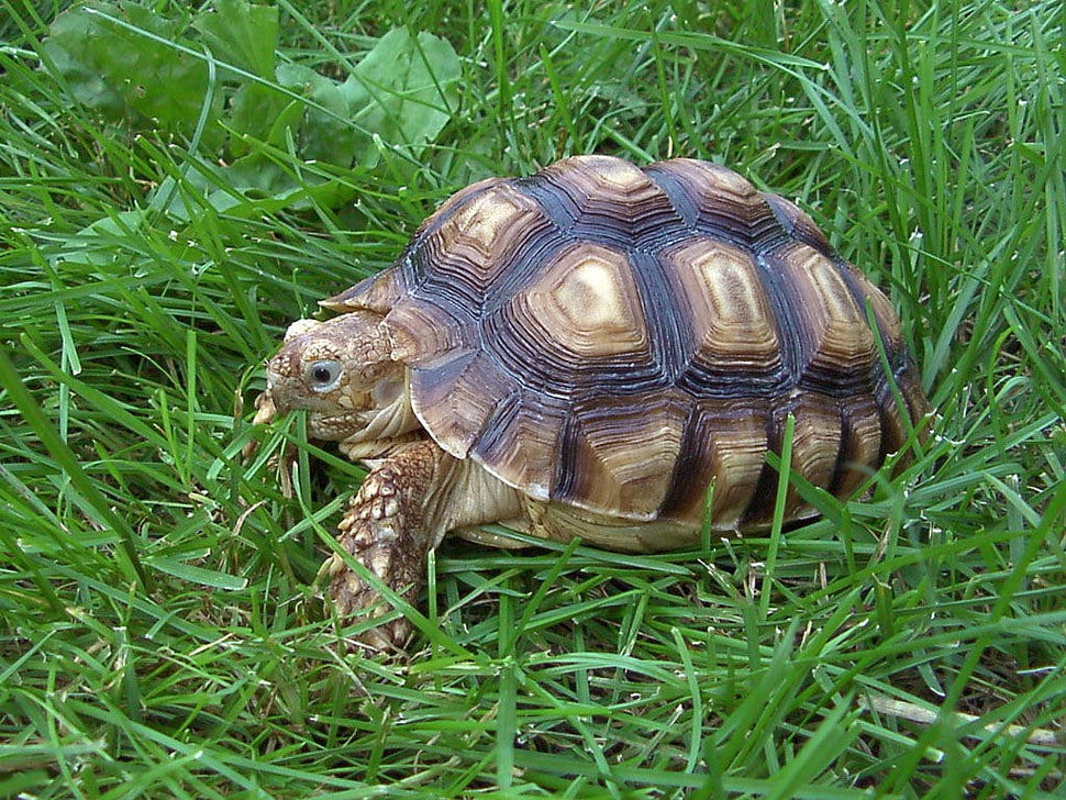 brown and beige turtle, nature, animals, turtle HD wallpaper