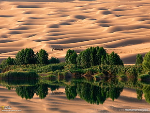 lake surrounded with trees, desert, National Geographic, camels, dune