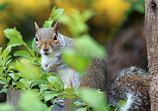 brown and white squirrel beside green leaves