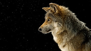brown and gray wolf during night time
