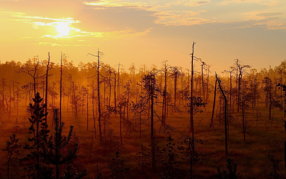 silhouette of a trees, nature, landscape HD wallpaper