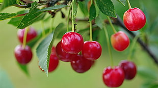 Cherry,  Berry,  Branch,  Ripe
