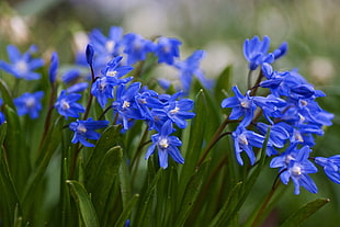 close up photo of blue petaled flower