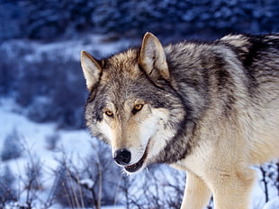 Eyes,  Face,  Predator,  Wolf