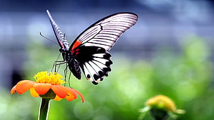 black and white butterfly, butterfly, insect, animals, nature HD wallpaper