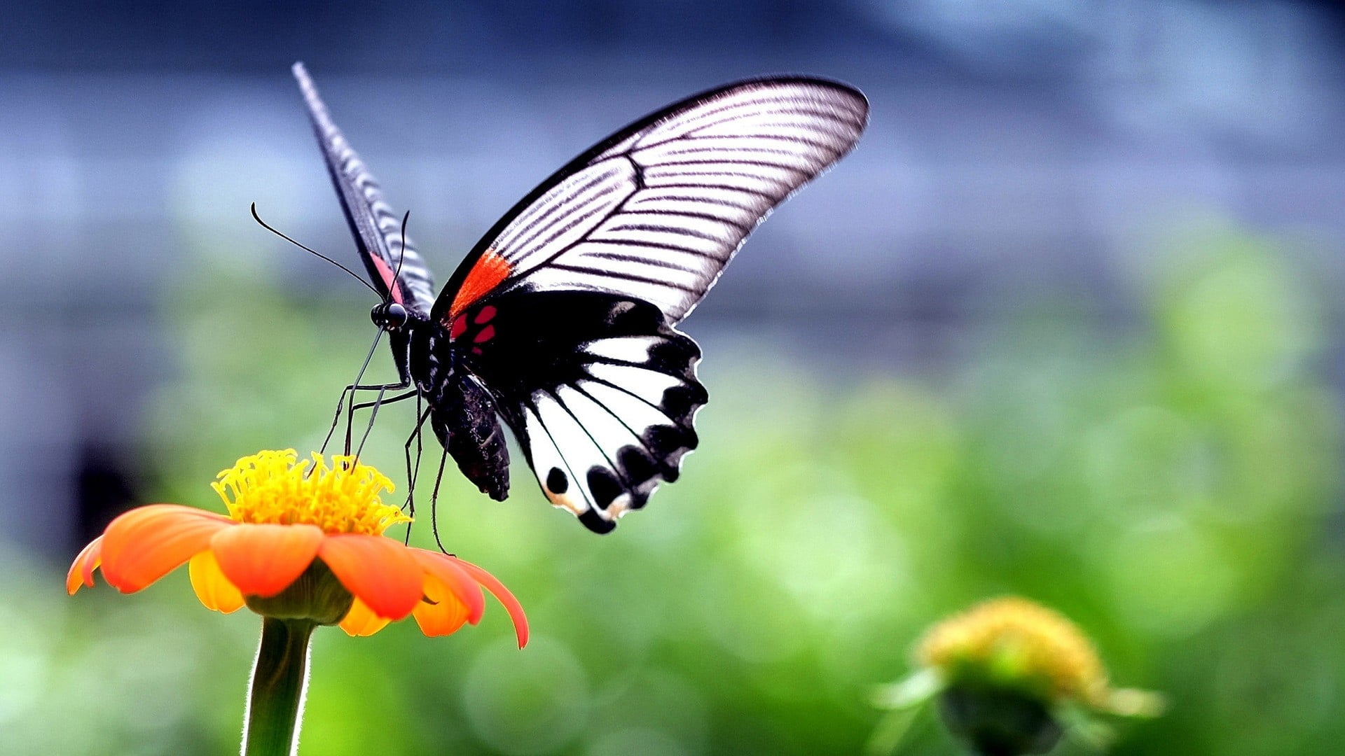 black and white butterfly, butterfly, insect, animals, nature