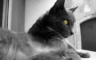 russian blue cat HD wallpaper