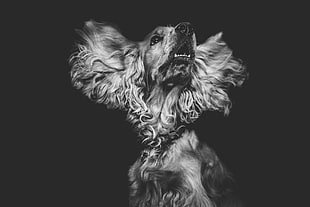 English cocker spaniel, Dog, Muzzle, Bw HD wallpaper