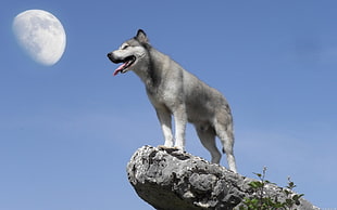 white and gray Siberian husky on cliff during daytime