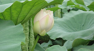 Lotus,  Bud,  Leaves,  Herbs HD wallpaper