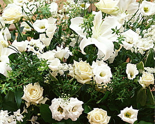 bed of white Roses flowers