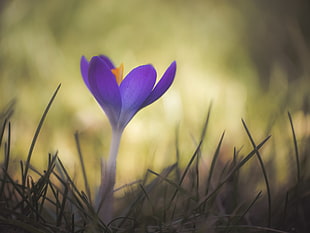selective focus photo of purple flower surrounded by grass HD wallpaper