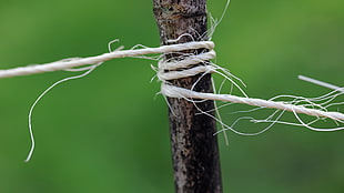 white rope tied on brown tree branch during daytime