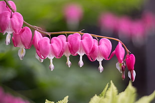 photography of pink petaled flowers, bleeding hearts