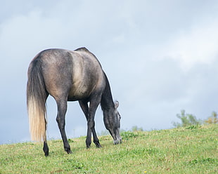 grey and black horse eating grass during daytime