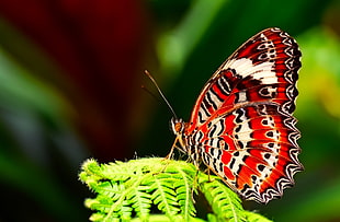 selective-focus photography of butterfly zipping on green leaf plant