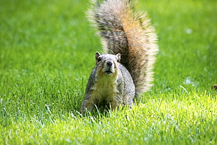 squirrel on grass field at daytime