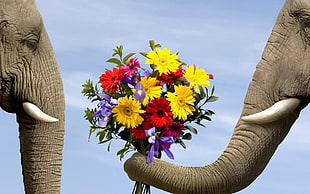 illustration of elephant giving another elephant a bouquet of flowers HD wallpaper
