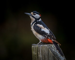 Greater-spotted Woodpecker perched on grey wood rail HD wallpaper
