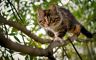 gray Tabby cat climbs on tree during daytime