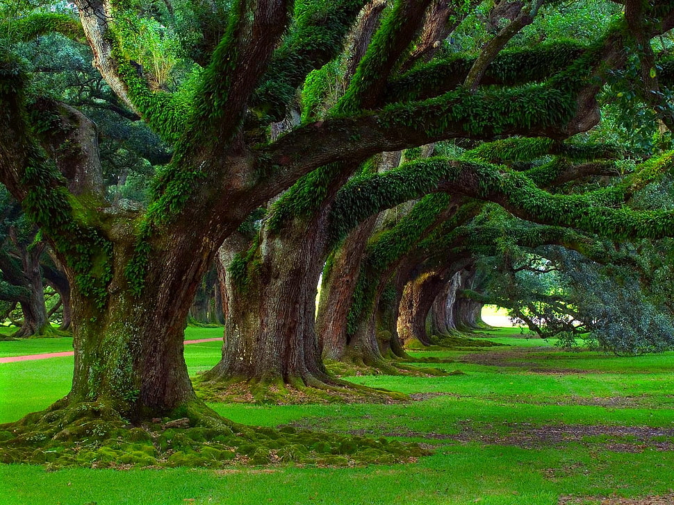 green leafed tree, oak trees, grass, trees, moss HD wallpaper