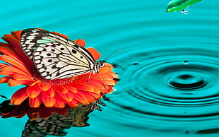 white butterfly on orange flower, butterfly, insect, animals, water drops