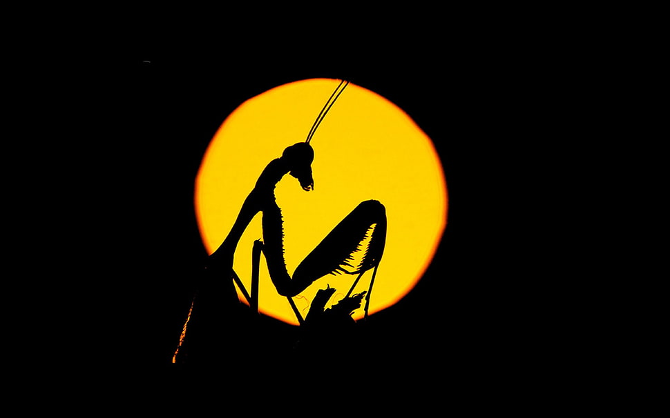 silhouette of praying mantis, nature, Praying Mantis HD wallpaper