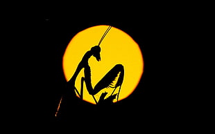 silhouette of praying mantis, nature, Praying Mantis