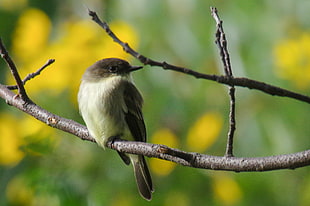 grey and white bird on branch of tree photo, eastern phoebe