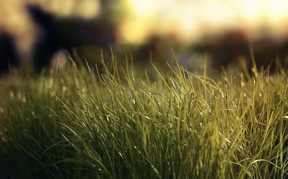 green grass HD wallpaper