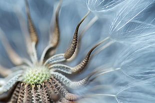 close up photography of white and brown dandelion