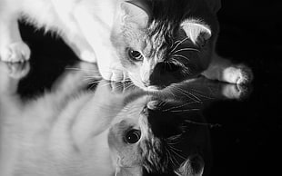 gray kitten on glass surface with reflection itself photo