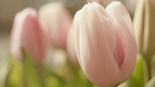 pink and white tulips photography HD wallpaper