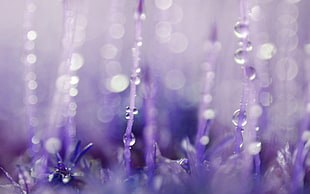 water droplets tilt shift lens HD wallpaper