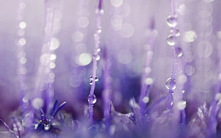 water droplets tilt shift lens