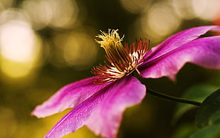 pink Clematis flower selective-focus photo HD wallpaper
