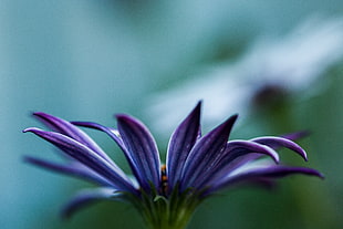 shallow focus photography of purple petal flower